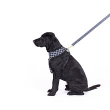 Chequered Neoprene Dog Harness